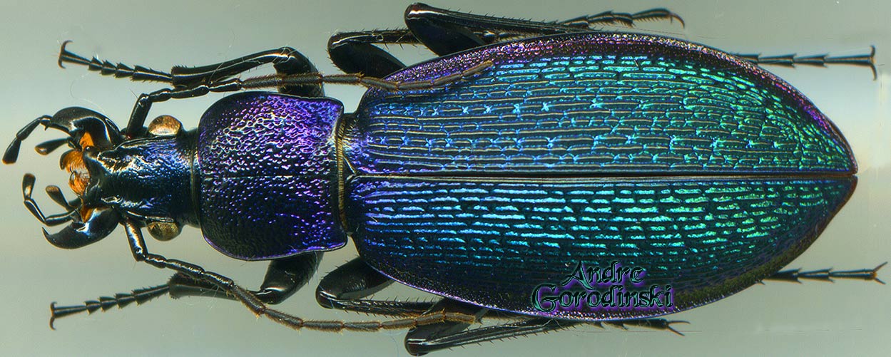 http://www.gorodinski.ru/carabus/Morphocarabus hummeli pusongensis.jpg